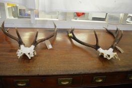 Two deer skulls with antlers.