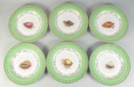 A SET OF SIX PORCELAIN SHELL DESSERT PLATES. 1ft diameter.
