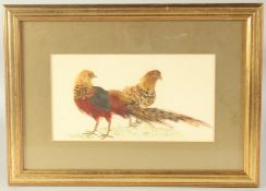 Two pheasants standing, watercolour and feathers, initialled A.C.P and dated 2001, 4.75