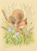 Ella Bruce (20th Century) Squirrel in flowers, watercolour, signed in pencil 10