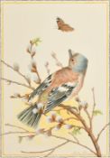 Ella Bruce (20th Century) Chaffinch on buds, watercolour, signed in pencil, 10