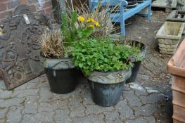 A set of four glazed plant pots containing shrubs and plants.