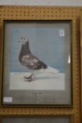 A pair of painted photographs of prize racing pigeons.