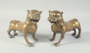 A PAIR OF 19TH CENTURY INDIAN BRASS TIGERS, cast with open mouth and curved tail with stripes to