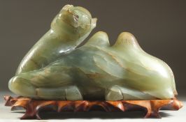 A VERY LARGE JADE FIGURE OF A CAMEL ON A FITTED HARDWOOD STAND, jade 36cm long.