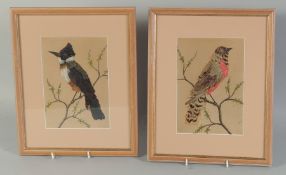 TWO FRAMED AND GLAZED MEXICAN FEATHER PICTURES OF BIRDS. 8ins x 5.5ins.