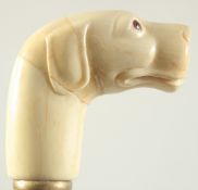 A WALKING STICK with carved bone handle, 'DOG'S HEAD'.