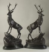 AFTER JULES MOIGNIEZ. A LARGE PAIR OF BRONZE STAGS. Signed, on oval marble bases. 28ins high.
