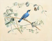 Edouard Travies (19th Century) French, 'Pie-Grieche Bleue de Madagascar', hand-coloured