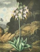 Robert John Thornton (1768-1837), from 'The Temple of Flora', after Henderson, 'The American