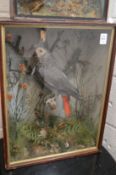 A stuffed and mounted grey parrot mounted in a naturalistic setting complete with glazed display