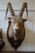 A large taxidermy head of a Nubian ibex on shield shape plaque.