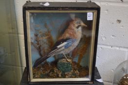 A stuffed and mounted jay in a display case.