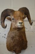 A large taxidermy head of a big horn sheep.