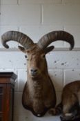 A large taxidermy head of a Dagestan Tur on shield shape plaque.