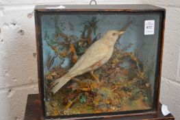 An unusual stuffed and mounted blackbird with white pigmentation.