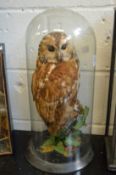 A stuffed and mounted barn owl under a glazed dome.