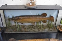 A large stuffed and mounted pike in a naturalistic setting complete with display case.
