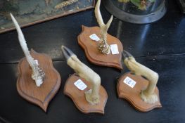 A pair of mounted deer hooves and a pair of mounted deer antlers.