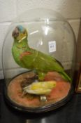 A stuffed and mounted green parrot and another bird under a glass dome.