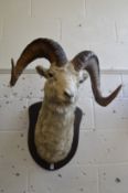 A large taxidermy head of a dall sheep.