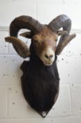 A large taxidermy head of a Mouflon sheep.