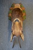 A small taxidermy alpine chamois head on a carved and painted wooden plaque.