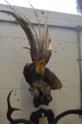 A stuffed and mounted game bird.