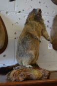A taxidermy marmot standing in upright position mounted on a naturalistic stand.