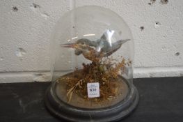 A stuffed and mounted kingfisher under a glass dome.