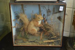 A stuffed and mounted squirrel in a display case.