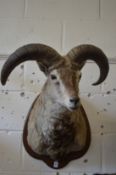 A large taxidermy head of a Bharal sheep on shield shape plaque.