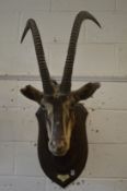 A large taxidermy head of a sable antelope mounted by Roland Ward on an oak shield shape plaque.