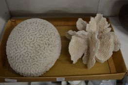 A large brain coral and another coral.