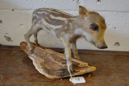 A taxidermy baby boar mounted on a naturalistic piece of wood.