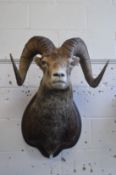 A large taxidermy head of a stone sheep.