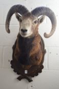 A large taxidermy head of a Mouflon sheep.