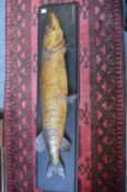 A large stuffed pike mounted on a display board.