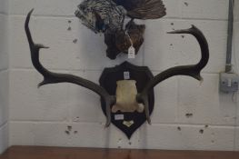 A part deer skull with antlers on a shield shape plaque.
