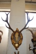 A good large deer skull with six pointer antlers on a decorative carved and gilded plaque.