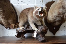 A taxidermy raccoon mounted on a naturalistic piece of wood in an aggressive pose with mouth wide
