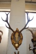 A GOOD LARGE DEER SKULL with six pointer antlers on a decorative carved and gilded plaque.