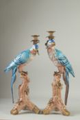 A LARGE PAIR OF PORCELAIN AND GILT METAL BLUE PARAKEET CANDLESTICKS, the birds standing on rustic
