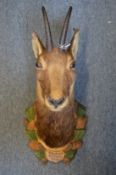 A SMALL TAXDERMY ALPINE CHAMOIS HEAD on a carved and painted wooden plaque.