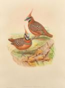 Elizabeth and John Gould, ' Lophophaps Ferruginea', hand coloured lithograph, 18.75