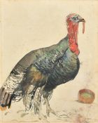 Alberto Lopez, A portrait of a Turkey, watercolour, signed and dated 1944, 12.5