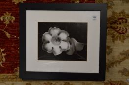 Floral subjects, a set of three black and white photographic prints uniformly framed and glazed
