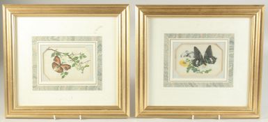 TWO CHINESE PITH PAINTINGS OF BUTTERFLIES, framed and glazed, both paintings 15cm x 10.5cm.