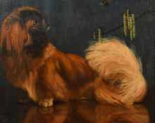 Gabriel Blair, (19th / 20th Century), 'Siouxsie', a Pekingese, oil on canvas, signed, 16