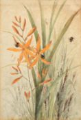 Circle of Katherine Cameron, Bees on a flowering plant, watercolour, 9
